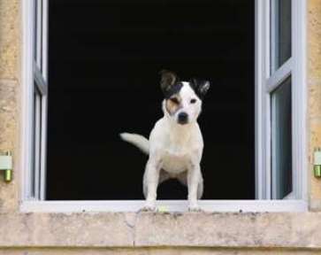 CÃO