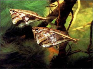 BORBOLETA PINTADA